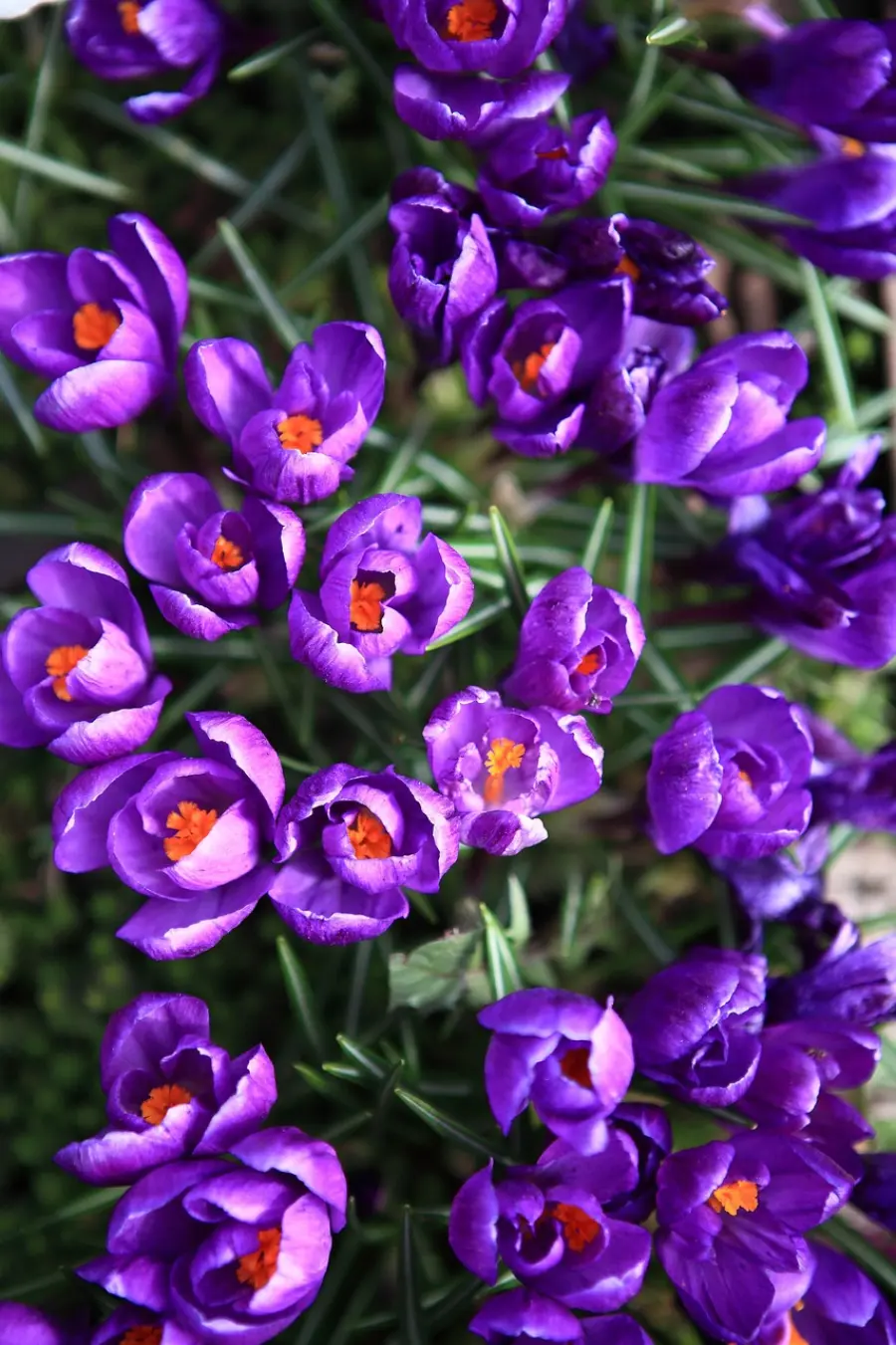 Settimana Lilla 2026, ATS Bergamo rafforza la rete contro i Disturbi della Nutrizione e dell’Alimentazione