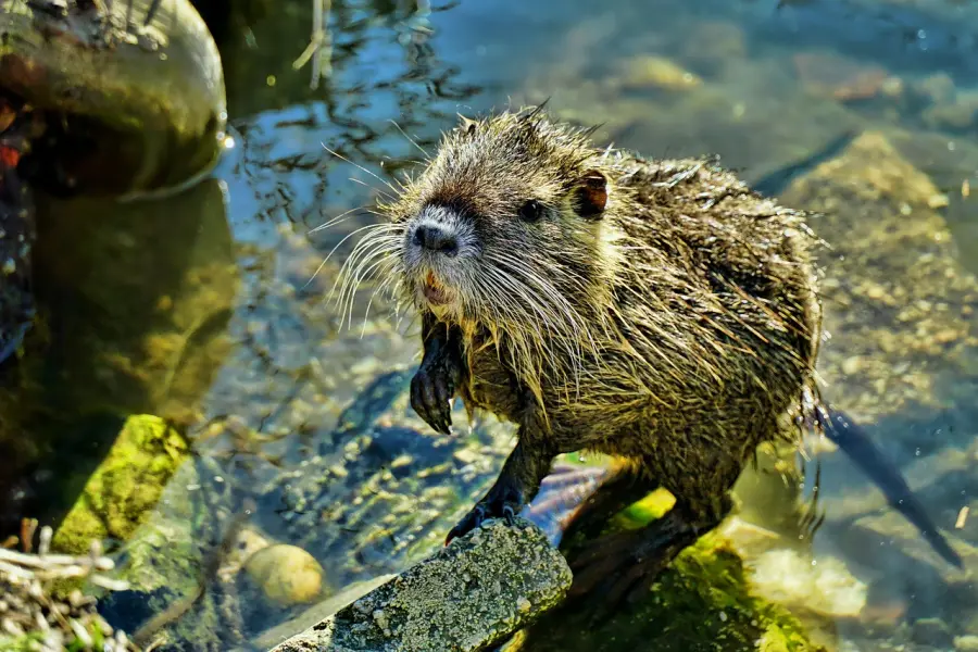 Bergamo, contenimento della nutria: online il piano e la modulistica per Comuni e operatori