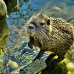 Bergamo, contenimento della nutria: online il piano e la modulistica per Comuni e operatori