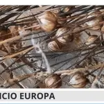 THRIVE – Talent Harvest: il secondo webinar mette al centro le comunità e il patrimonio immateriale