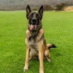 Unità cinofile a Bergamo: 85 operatori e 52 cani in addestramento