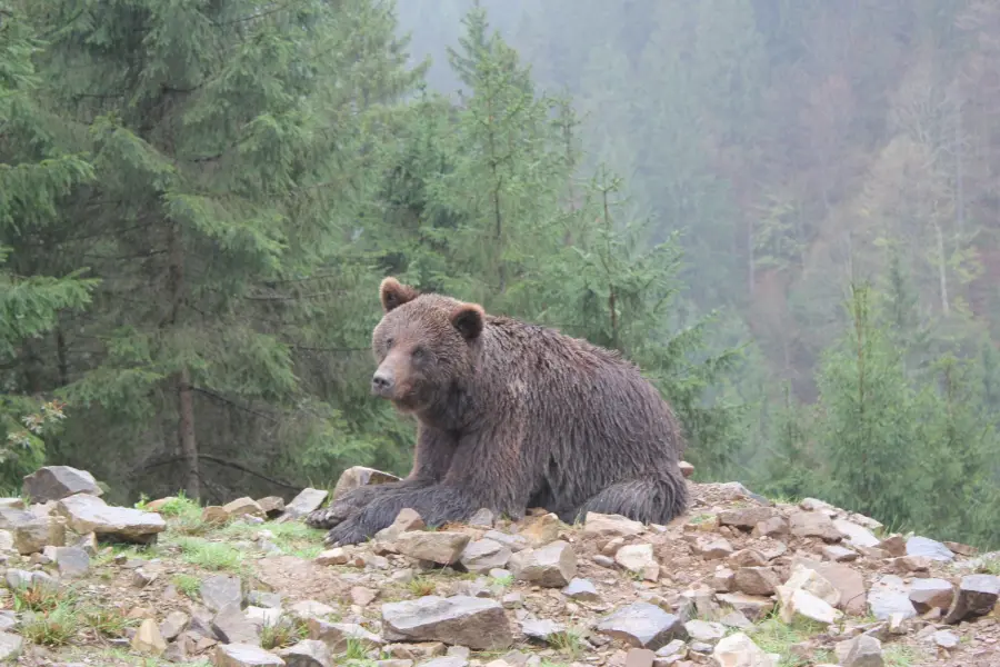 Alta Valle Seriana, orso bruno ripreso nelle Orobie