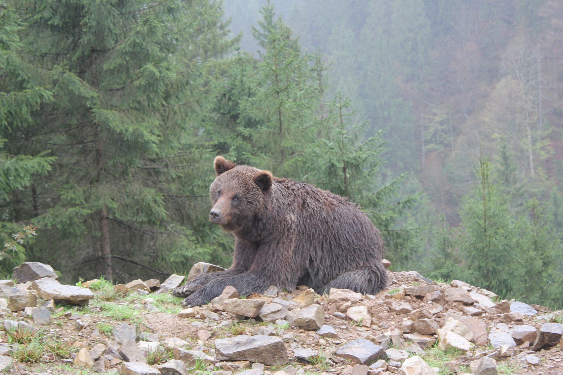 Alta Valle Seriana, orso bruno ripreso nelle Orobie