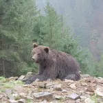 Alta Valle Seriana, orso bruno ripreso nelle Orobie