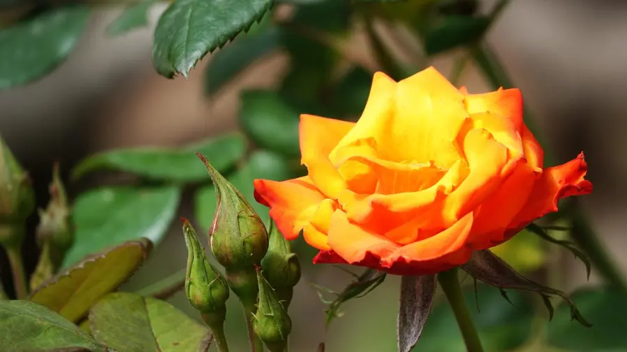 Orti urbani a Bergamo, pubblicata la graduatoria provvisoria per l’assegnazione