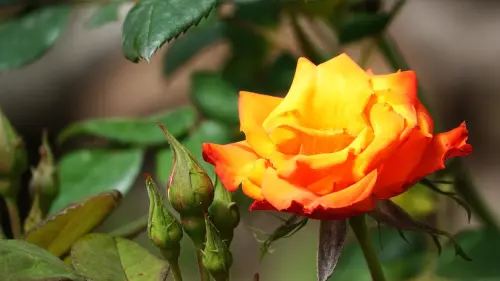 Orti urbani a Bergamo, pubblicata la graduatoria provvisoria per l’assegnazione