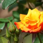 Orti urbani a Bergamo, pubblicata la graduatoria provvisoria per l’assegnazione